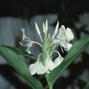 thumbnail for publication: Hedychium coronarium Butterfly Ginger, White Garland-lily, White Gingerlily